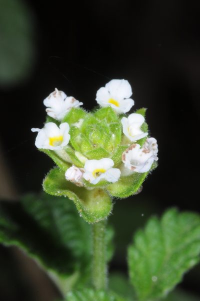 Lantana grisebachii, photographed by aacocucci