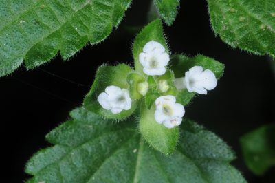 Lantana grisebachii, photographed by aacocucci