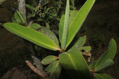 Euphorbia laurifolia, photographed by Franklin Checa