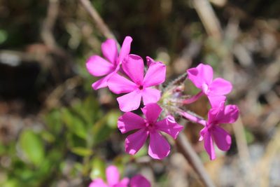 Phlox amoena, photographed by Michael A. Alcorn