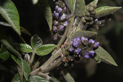 Grimolobium mexicanum, photographed by Franklin Checa
