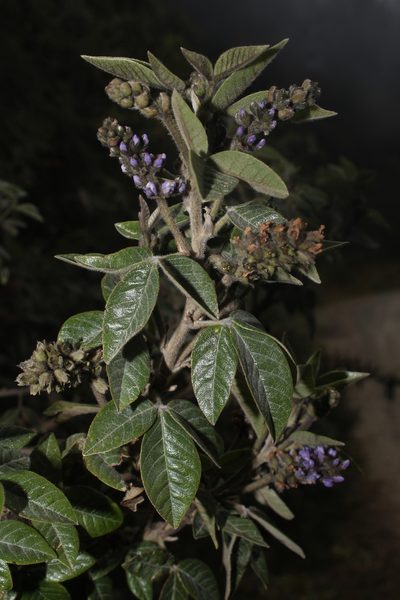 Grimolobium mexicanum, photographed by Franklin Checa