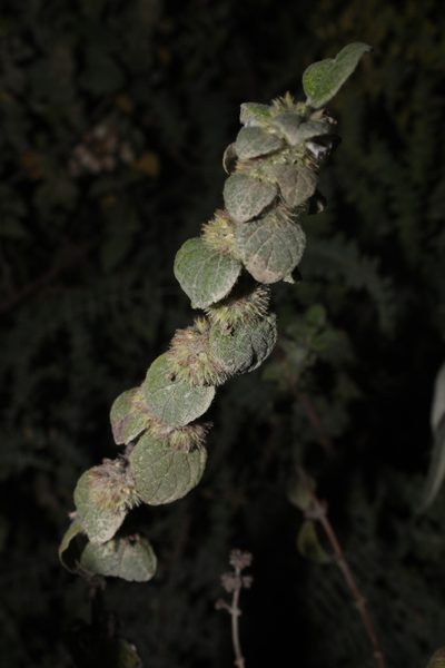Minthostachys mollis, photographed by Franklin Checa