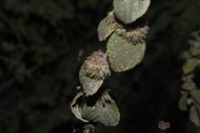 Minthostachys mollis, photographed by Franklin Checa