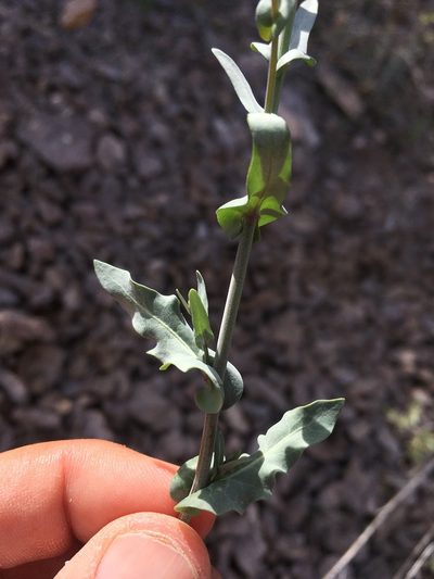 Mostacillastrum purpusii, photographed by Cecelia Alexander