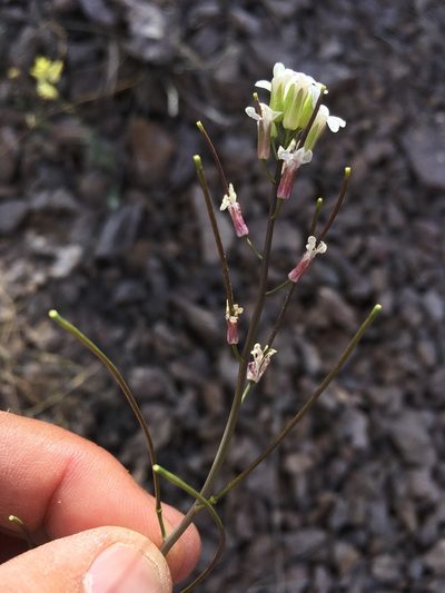 Mostacillastrum purpusii, photographed by Cecelia Alexander