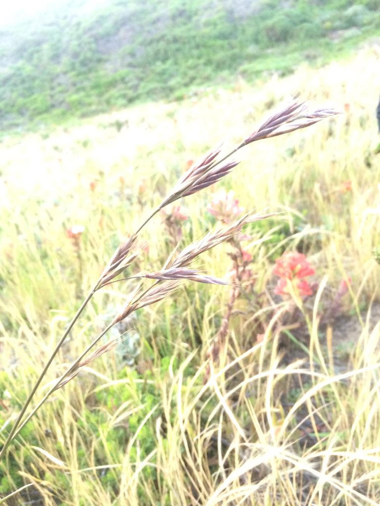 Bromus maritimus, photographed by Alisa Kim