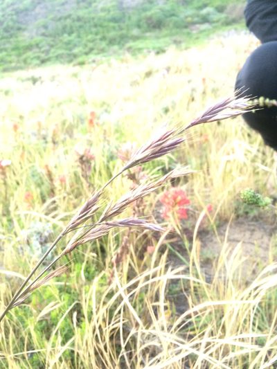 Bromus maritimus, photographed by Alisa Kim