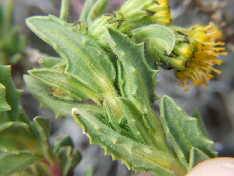 Senecio adenophyllus, photographed by cstobie