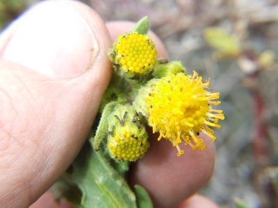 Senecio adenophyllus, photographed by cstobie