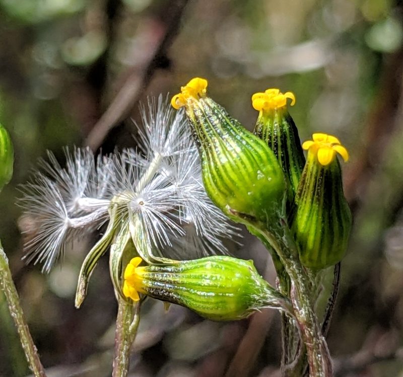 Senecio aphanactis, photographed by Alex Heyman
