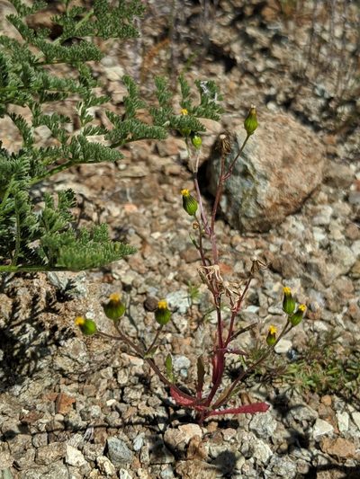 Senecio aphanactis, photographed by Alex Heyman