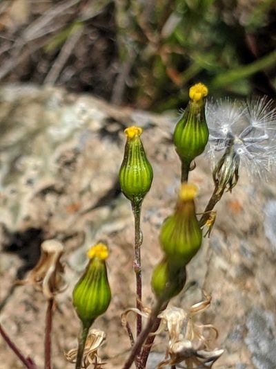 Senecio aphanactis, photographed by Alex Heyman