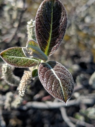 Salix breweri, photographed by Alex Heyman