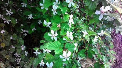 Rubus microphyllus, photographed by harum.koh