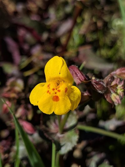 Erythranthe serpentinicola, photographed by Alex Heyman