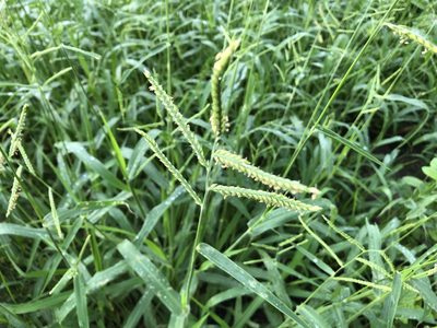 Urochloa trichopus, photographed by elawrey