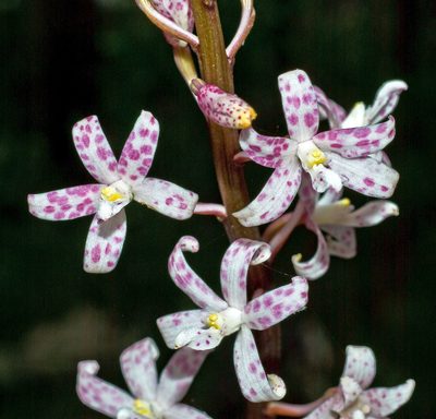 Dipodium pardalinum, photographed by David Francis