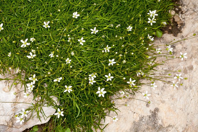 Sabulina austriaca, photographed by Drepanostoma