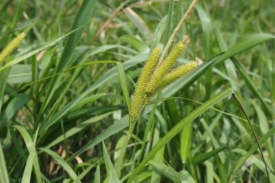 Carex doniana, photographed by harum.koh