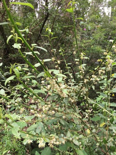 Ayenia geminifolia, photographed by Diego F. Cisneros-Heredia