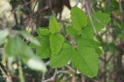 Akebia trifoliata, photographed by harum.koh
