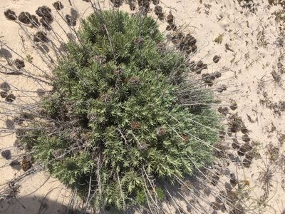 Helichrysum italicum, photographed by Andre Hosper