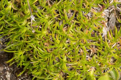 Minuartia recurva, photographed by Drepanostoma