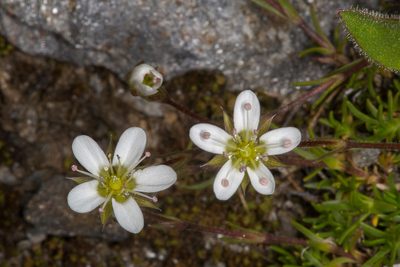 Minuartia recurva, photographed by Drepanostoma