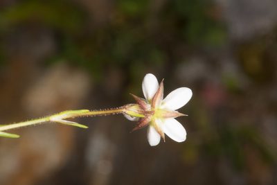 Minuartia recurva, photographed by Drepanostoma