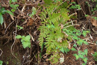 Dryopteris lacera, photographed by harum.koh