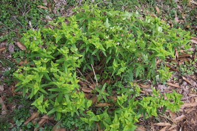 Euphorbia sieboldiana, photographed by harum.koh