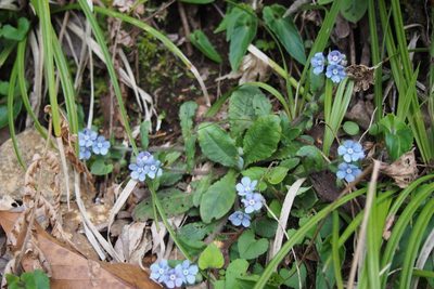 Nihon japonicum, photographed by harum.koh