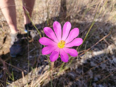 Sabatia decandra, photographed by Adam Pitcher
