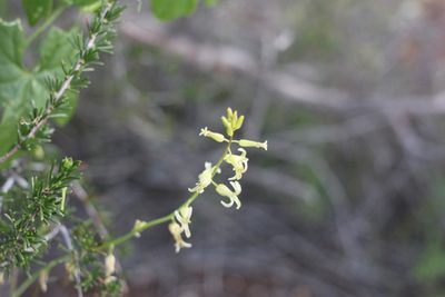 Streptanthus heterophyllus, photographed by Isaac Krone
