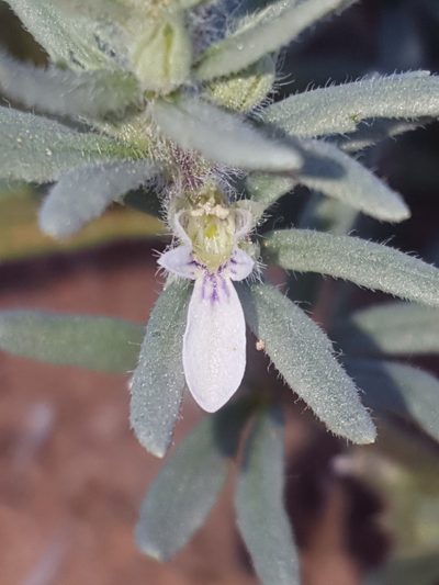 Teucrium depressum, photographed by Alex Abair