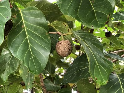 Nauclea orientalis, photographed by elawrey