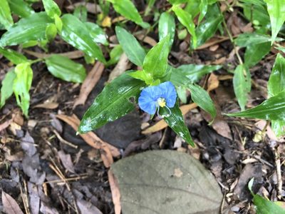 Commelina ensifolia, photographed by elawrey