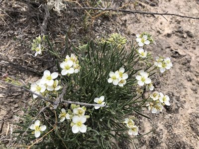 Nerisyrenia linearifolia, photographed by CK2AZ