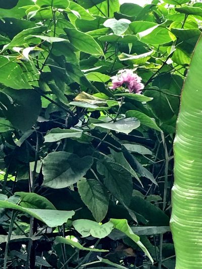 Clerodendrum macrostegium, photographed by Yj