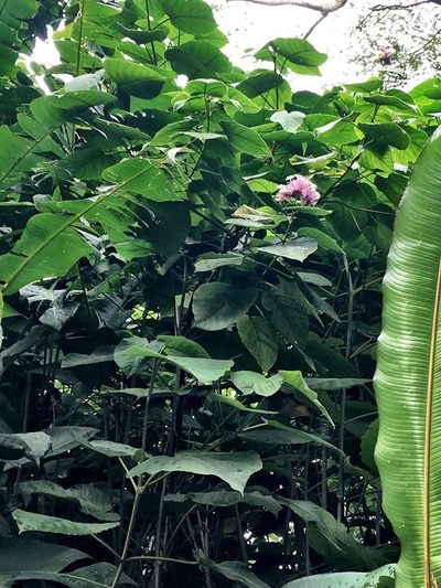 Clerodendrum macrostegium, photographed by Yj