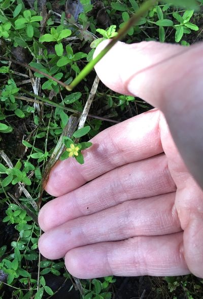 Hypericum parvulum, photographed by Yj