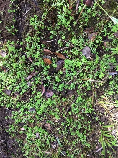 Hypericum parvulum, photographed by Yj