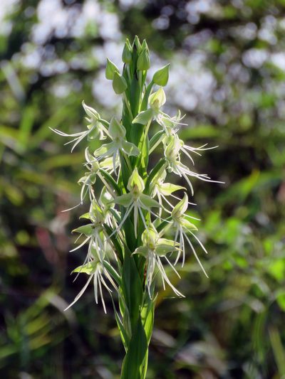 Habenaria melvillei, photographed by Vincent A. Vos