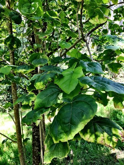 Hibiscadelphus giffardianus, photographed by Yj