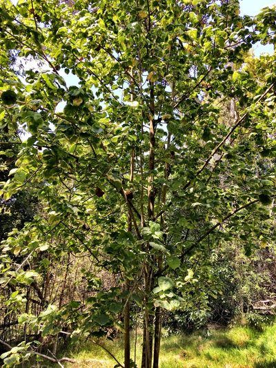 Hibiscadelphus giffardianus, photographed by Yj