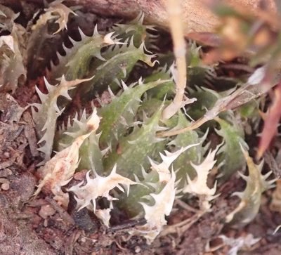Haworthia outeniquensis, photographed by Nicola van Berkel