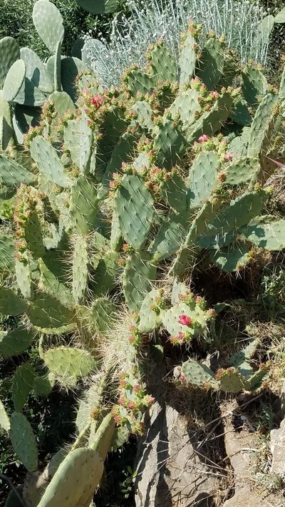 Opuntia elatior, photographed by Erin Lalime