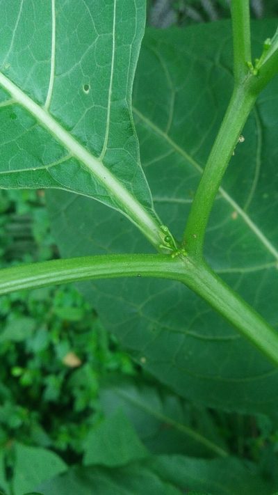 Tubocapsicum anomalum, photographed by Cheng-Te Hsu