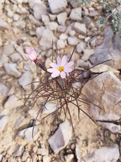 Nicolletia edwardsii, photographed by Nash Turley